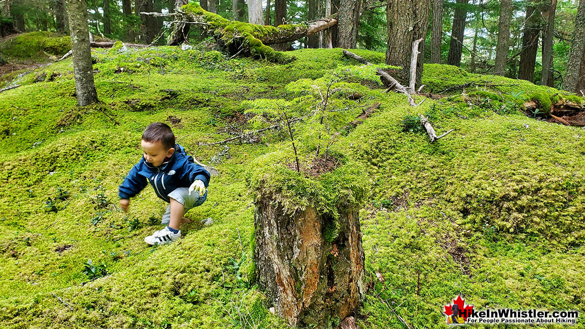 Emerald Forest in Whistler