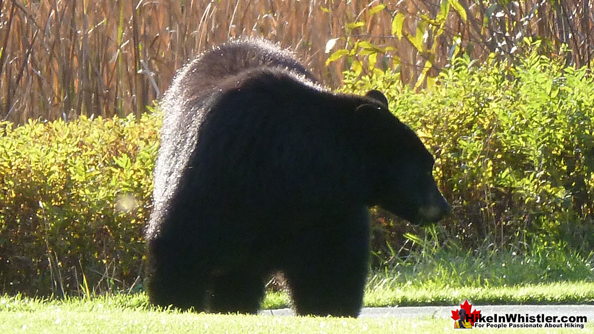 Black Bear Whistler Golf Course