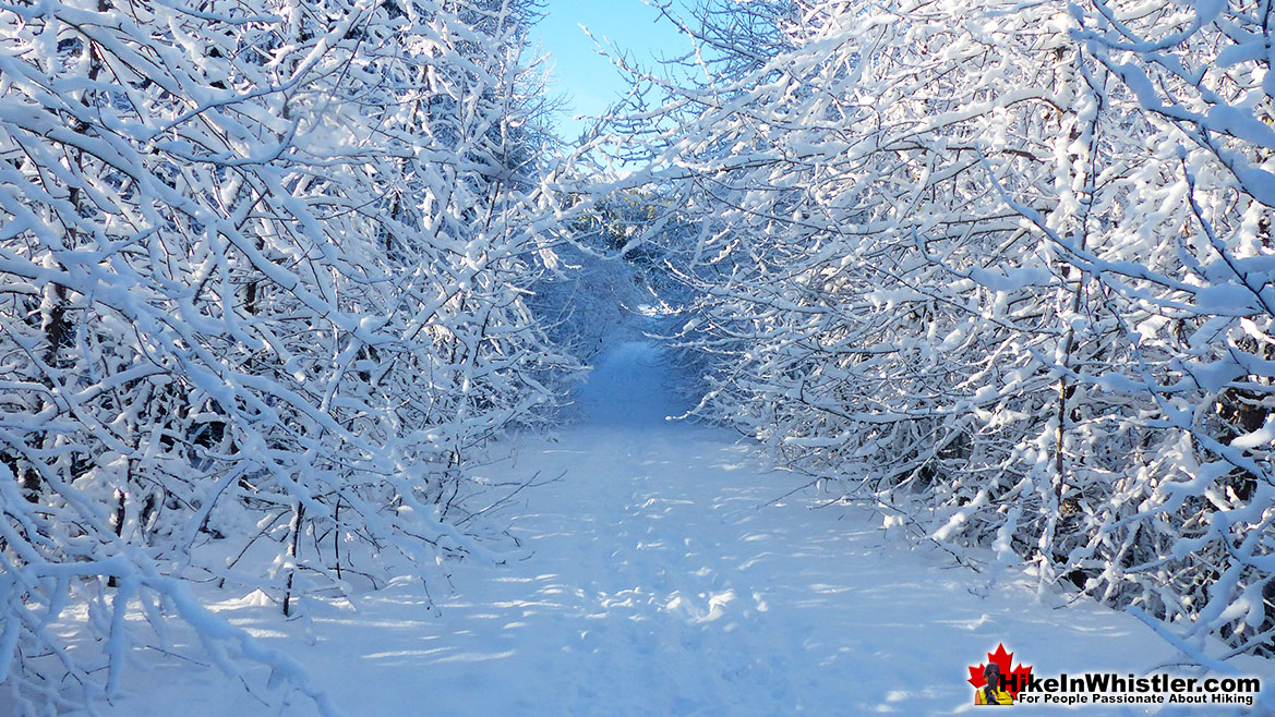 Snowy Parkhurst Trail