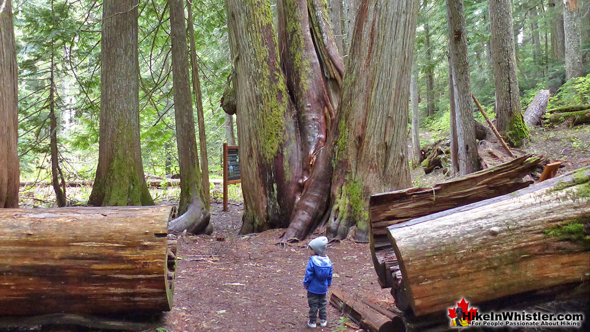 Ancient Cedars Deadfall