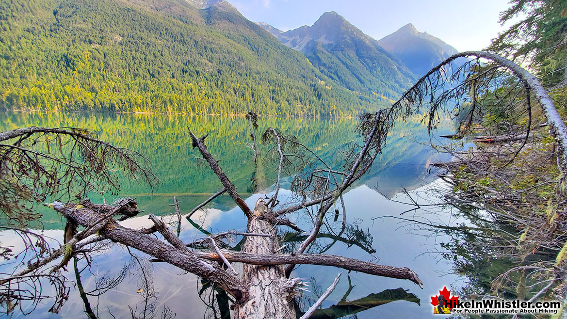 Deadfall in Birkenhead Lake