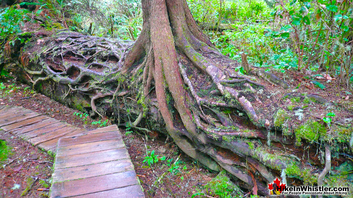 Nurse Log in Tofino