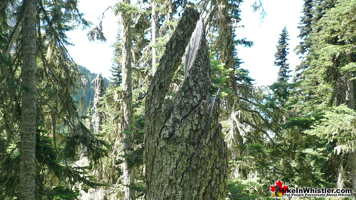 Windsnap Wedgemount Lake Trail