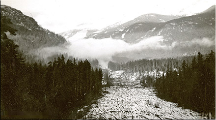 Slide Debris or Logging?