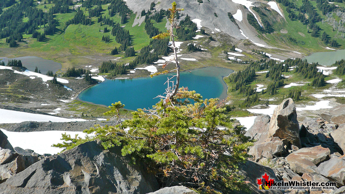 Krummholz Near Panorama Ridge