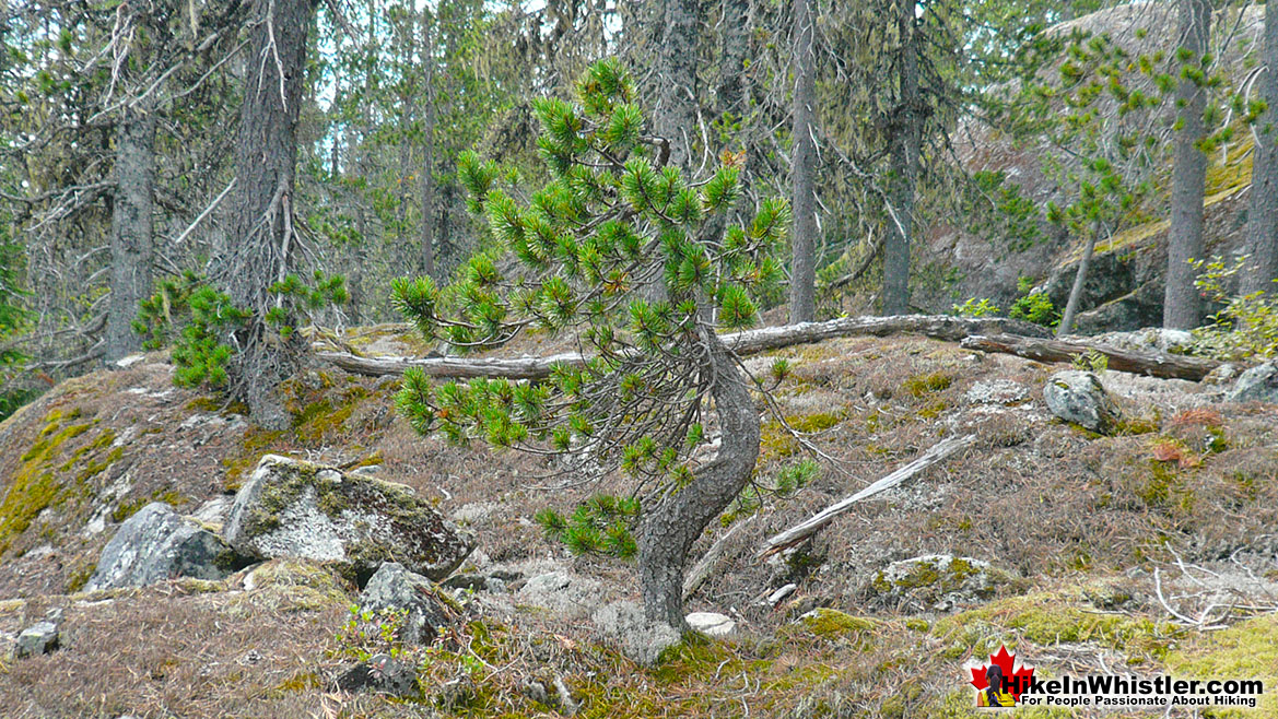 Brew Lake Trail Lodgepole Pine