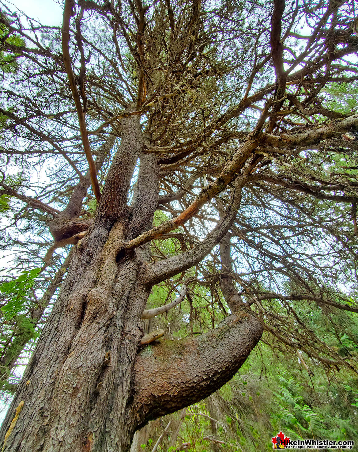 Lodgepole Pine Near Rainbow Park