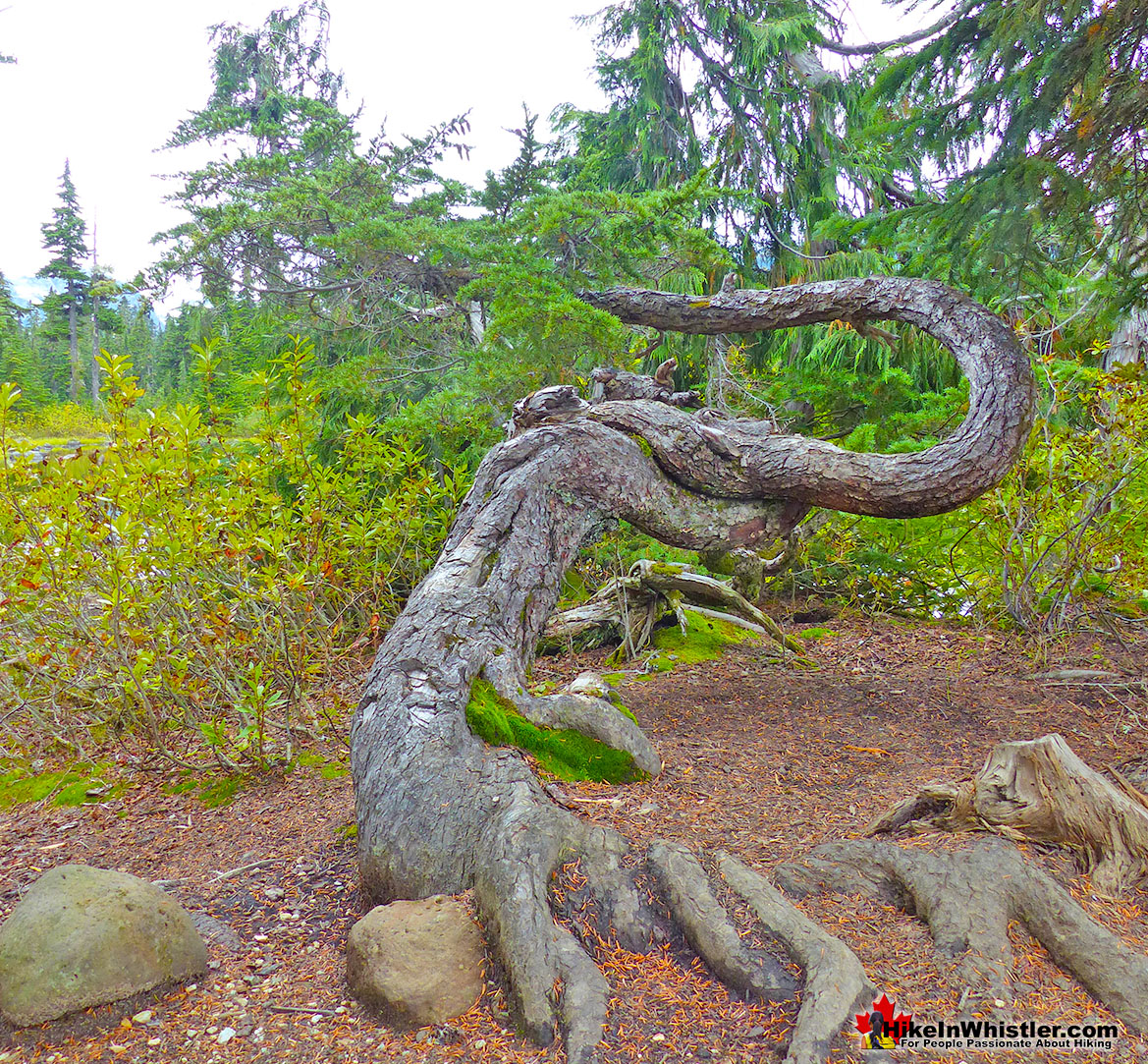 Mountain Hemlock Krummholz Callaghan Lake