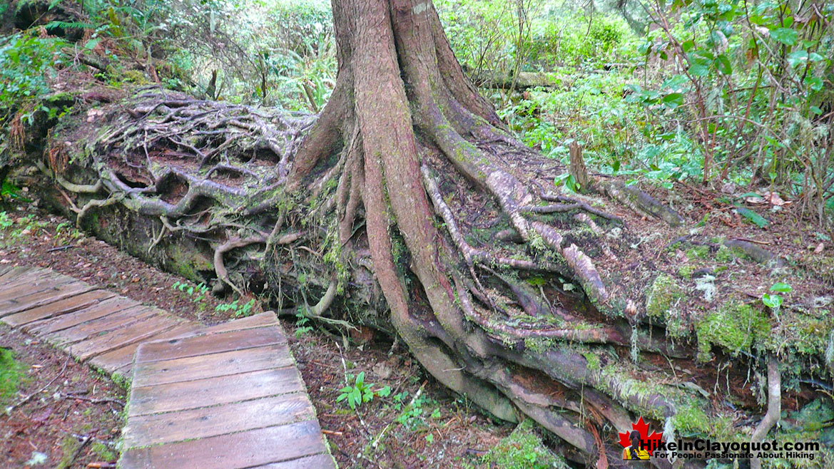 Nurse Log Schooner Cove in Tofino