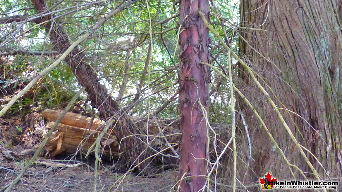 Pacific Yew Forest in Whistler