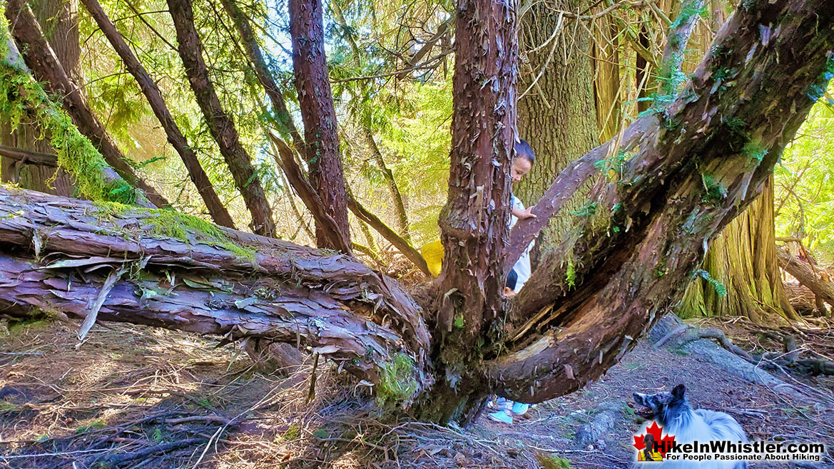 Yew Tree in Whistler