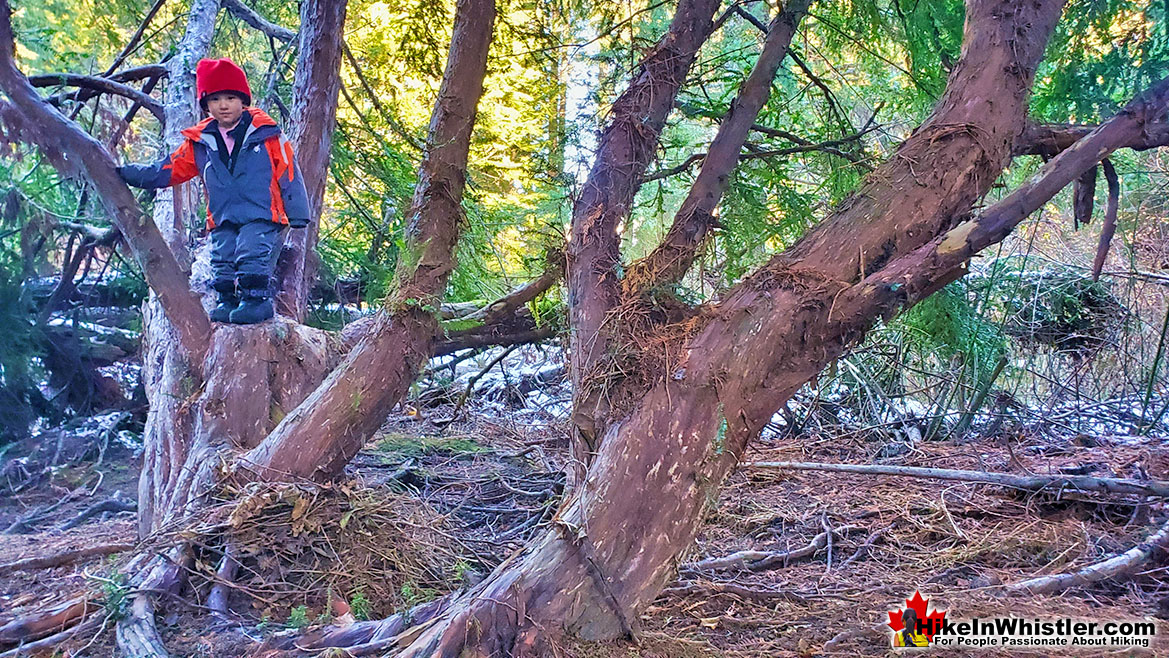 Pacific Yew Tree in Whistler