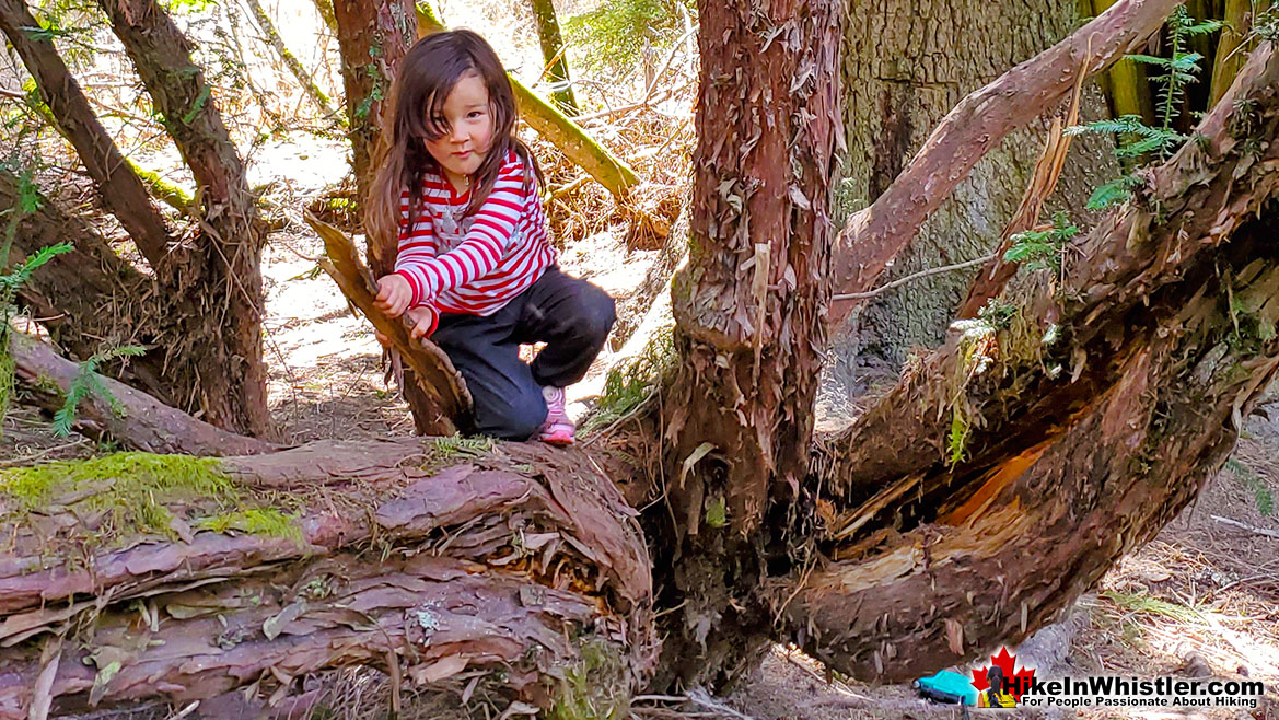 Pacific Yew Tree in Whistler