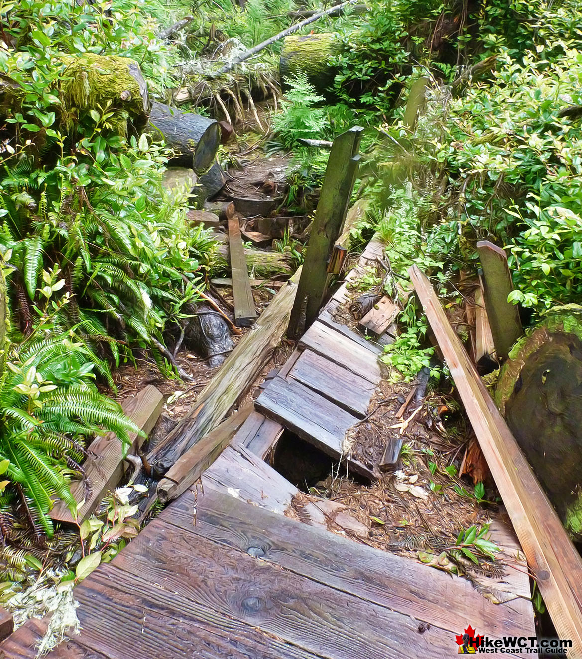 West Coast Trail Deadfall