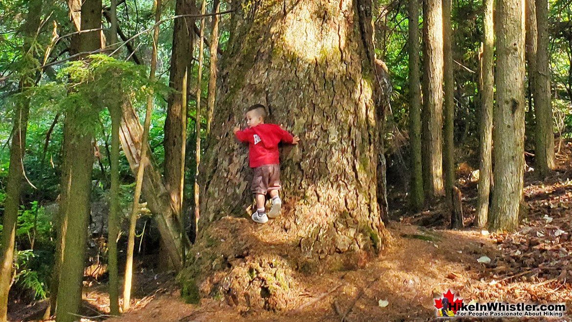 Alpha Lake Park Huge Trees