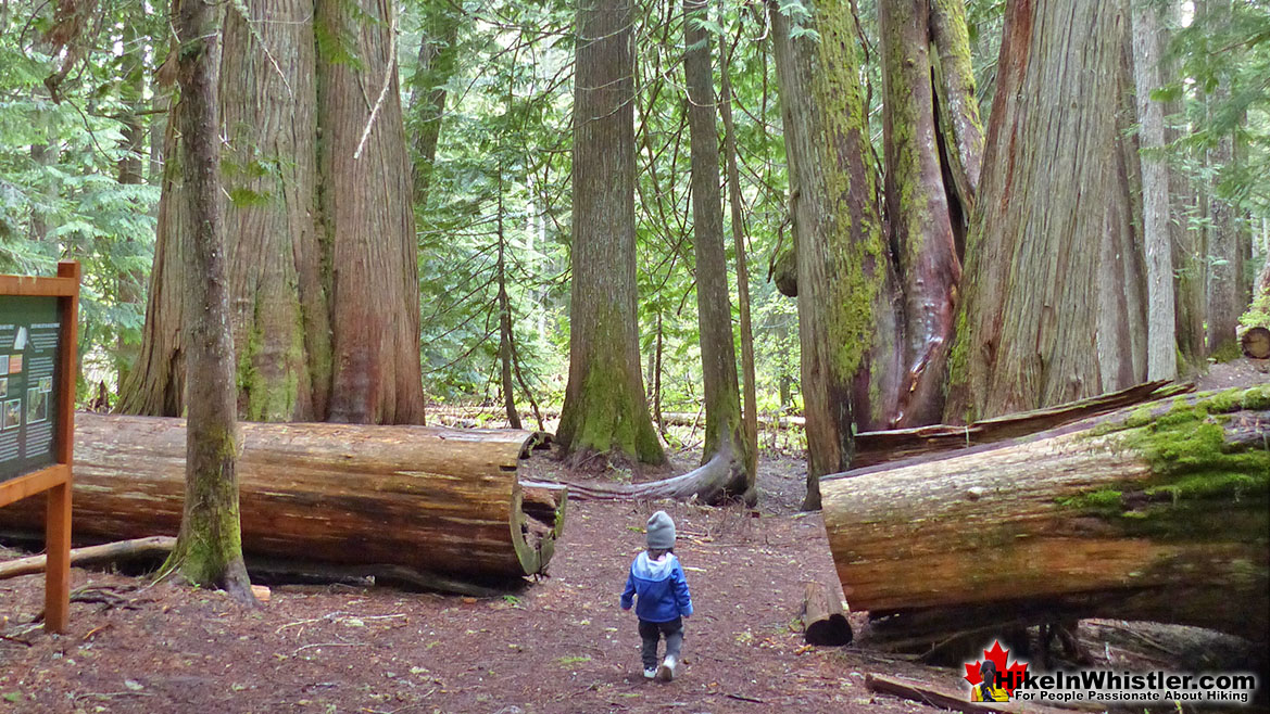 Ancient Cedars Hike in Whistler in October