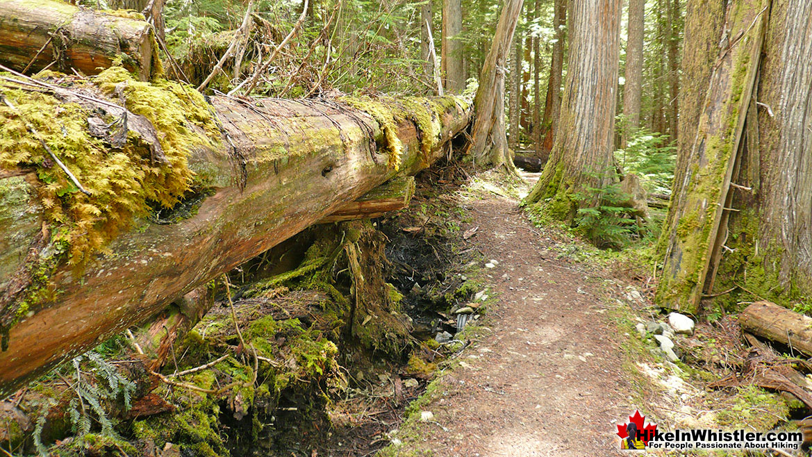 Cheakamus Lake Trail Huge Trees