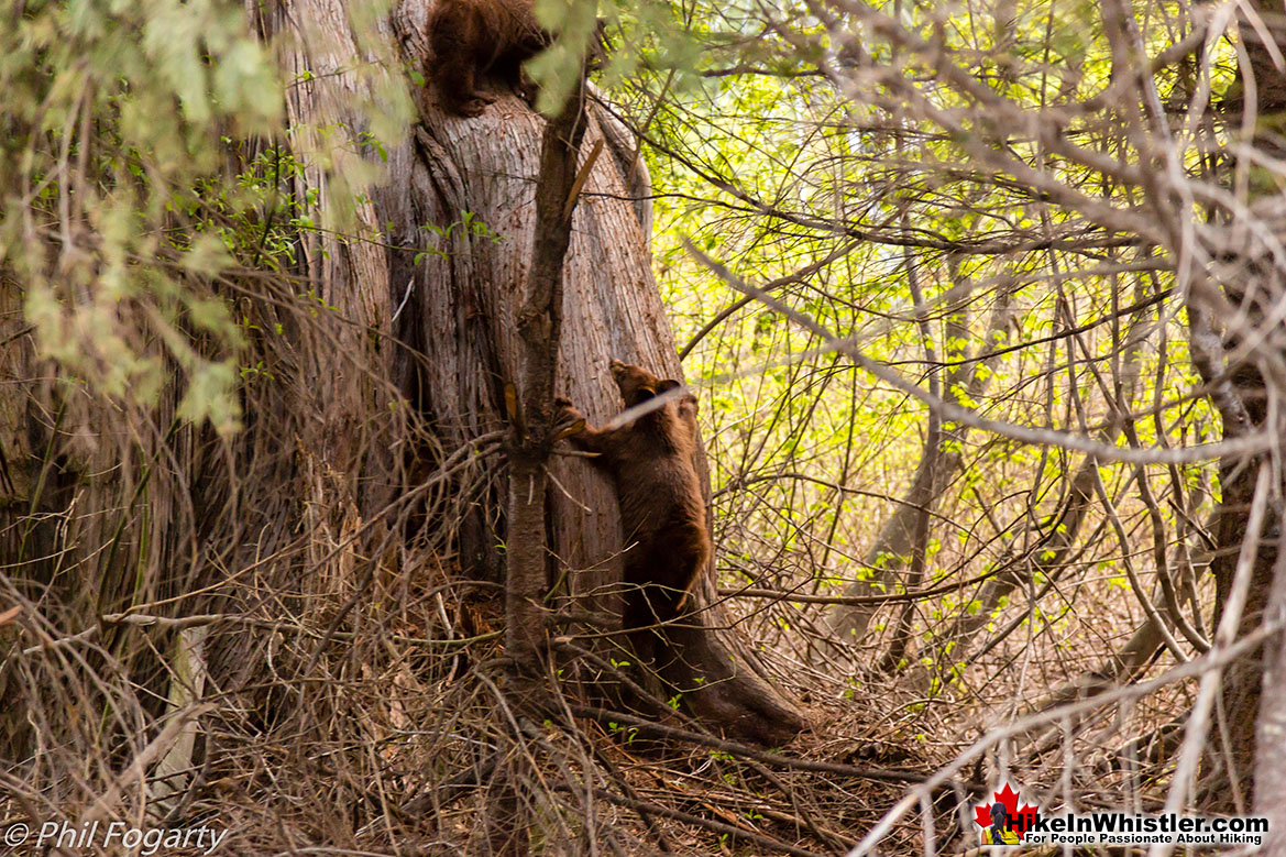 Grizzly Bear Cubs Near Keyhole Hot Springs