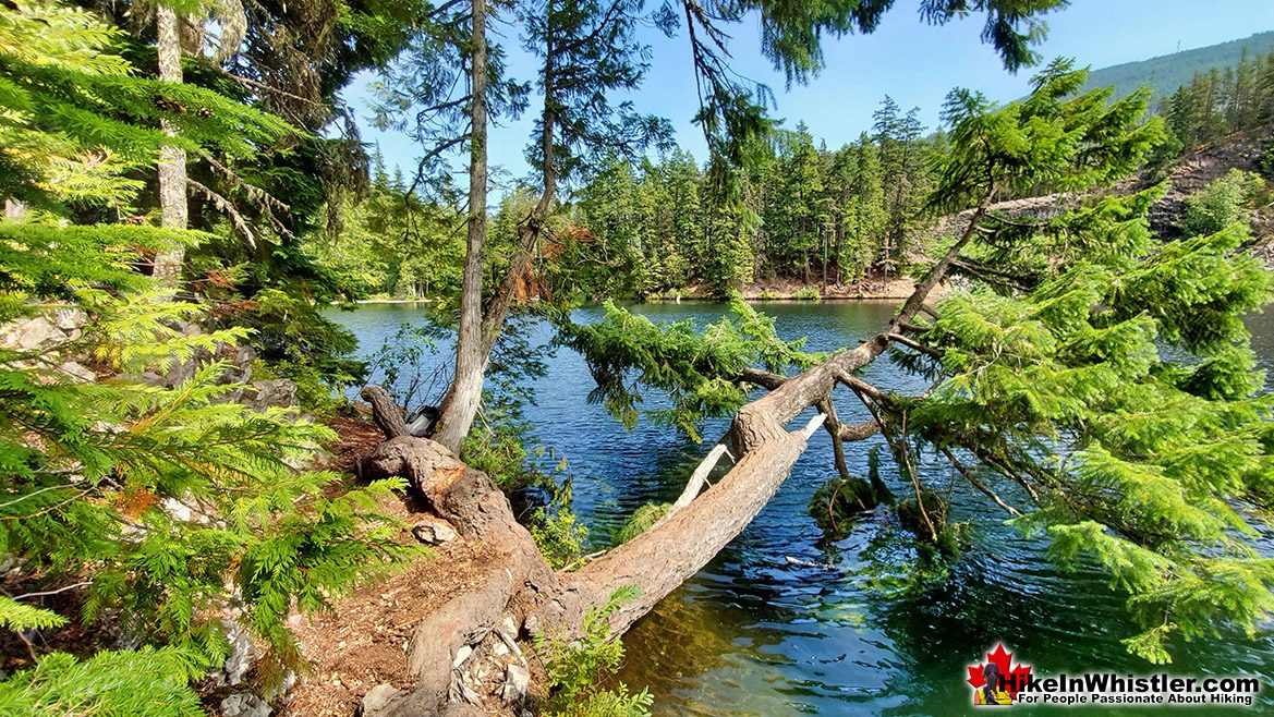 Logger's Lake Along the Far Shore