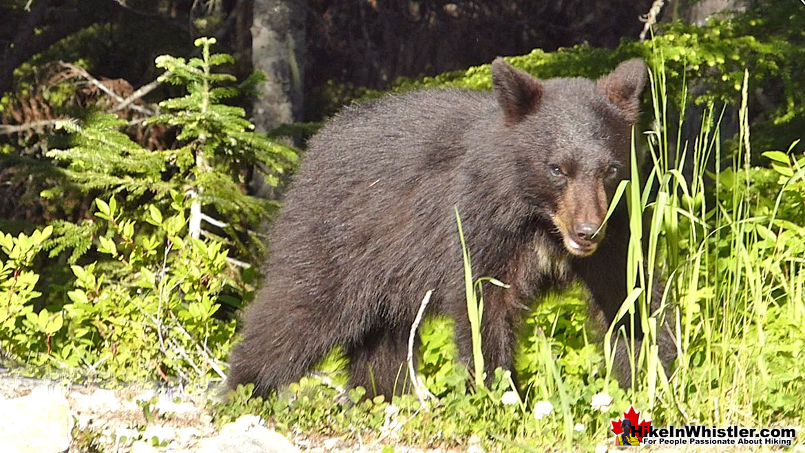 Bear Near Madeley Lake