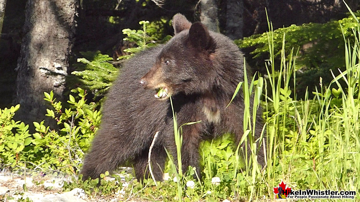 Black Bear Near Madeley Lake