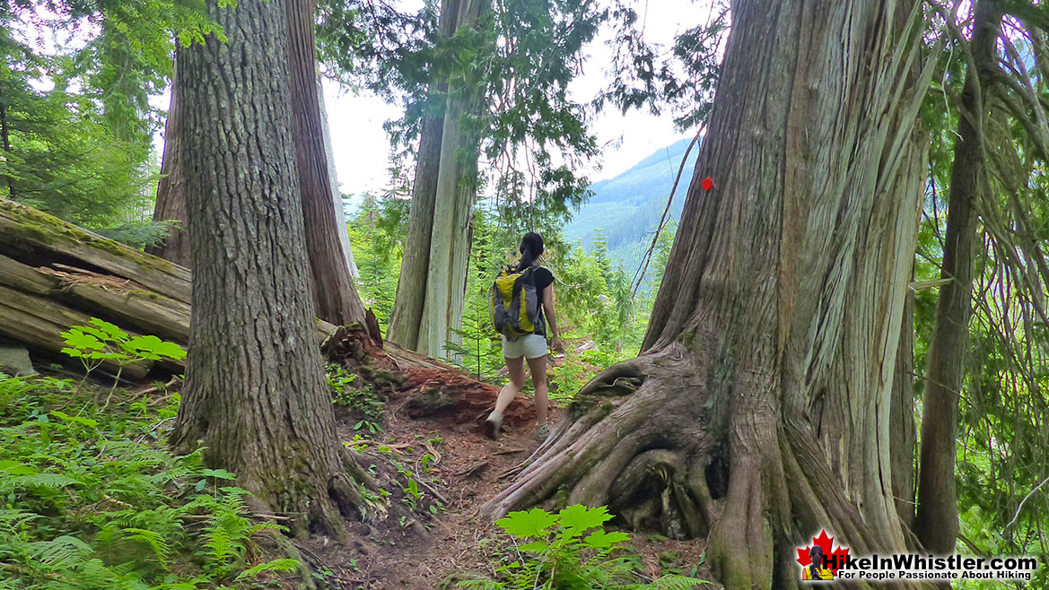 Meager Hot Springs Trail