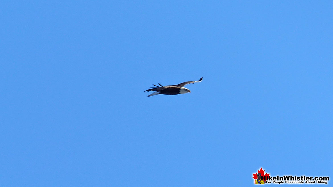 Eagle From the Flank Trail