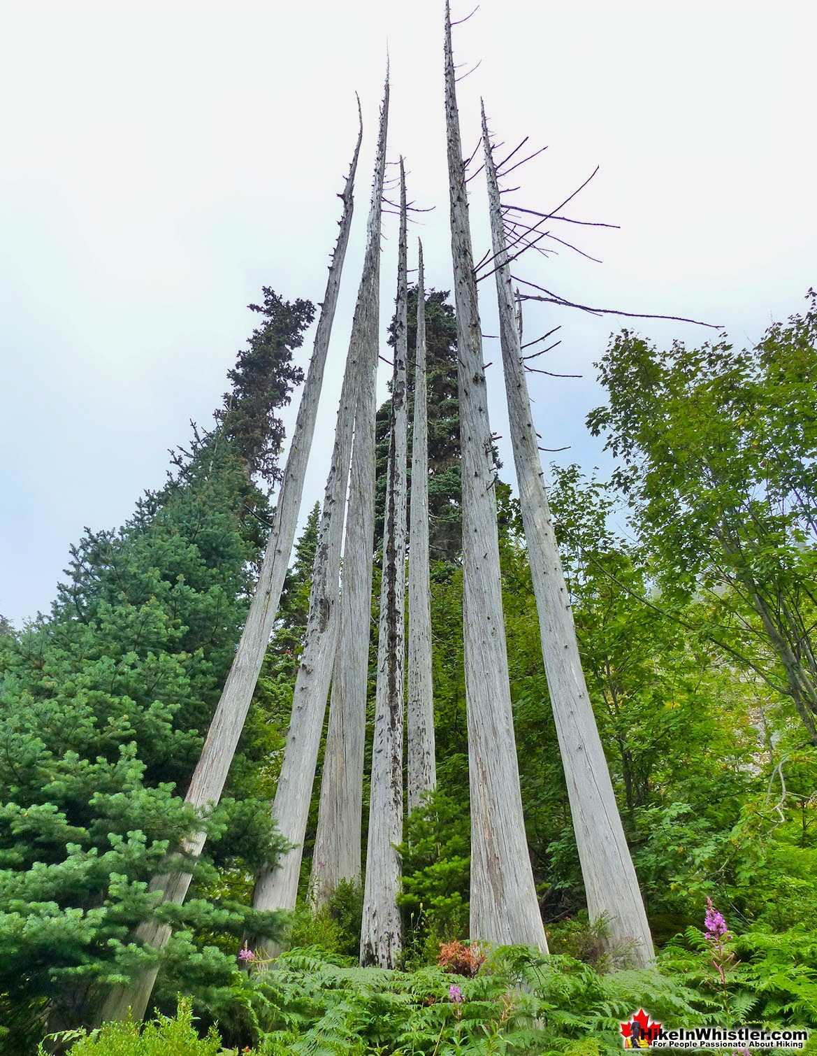 Sproatt East Trail Tree Crown