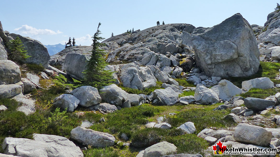 Sproatt East Trail Alpine