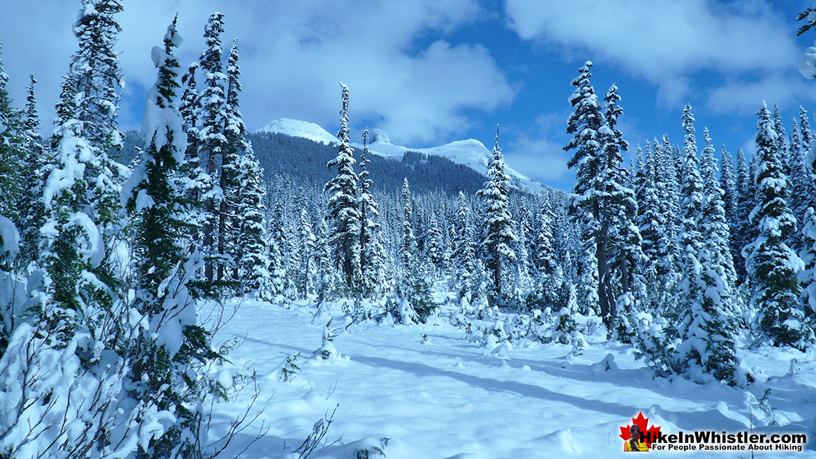 Snowshoeing Taylor Meadows in Garibaldi Park