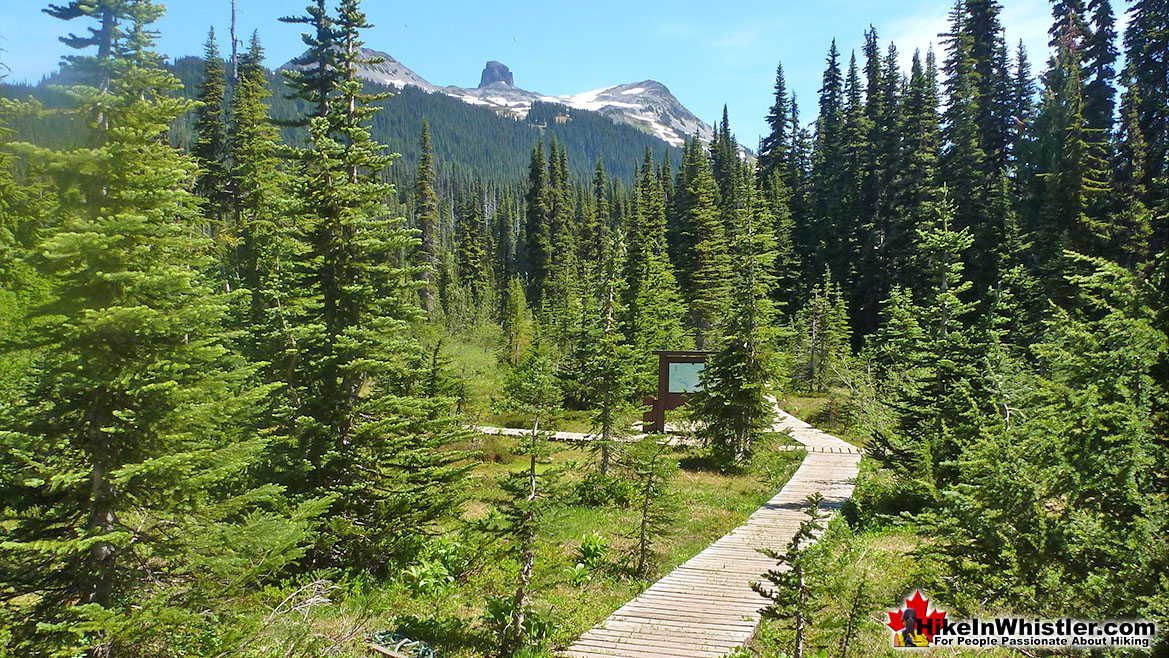 Taylor Meadows Campsite