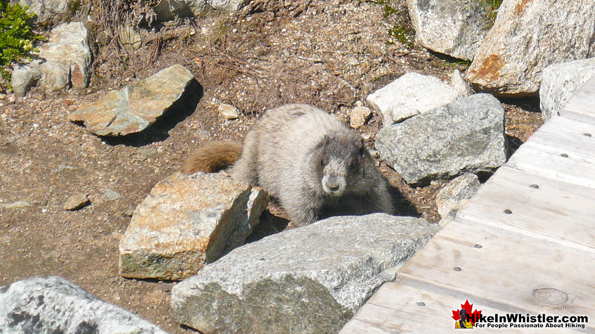 Hoary Marmot at Wedgemount Lake