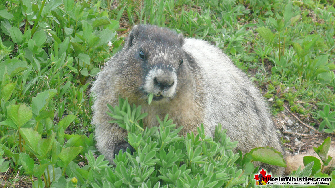 Hoary Marmot on Whistler Mountain